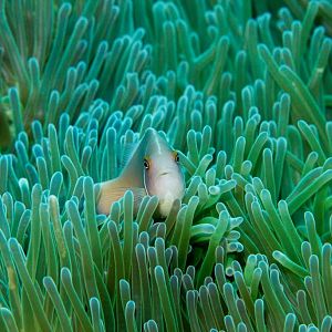 Pink Anemonefish
