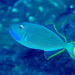 Gilded Triggerfish