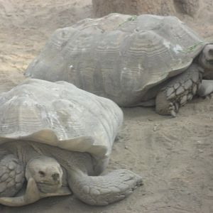 Karachi Zoo (Pakistan)