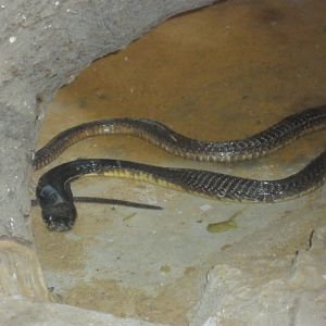 Karachi Zoo (Pakistan)