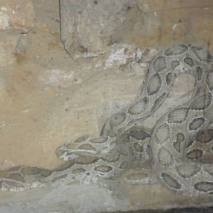 Karachi Zoo (Pakistan)