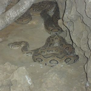 Karachi Zoo (Pakistan)