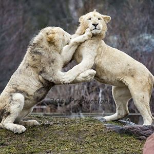 White Lion Cubs Playful