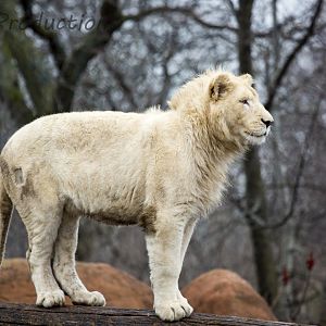 White Lion Cub