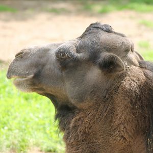 Bactrian camel