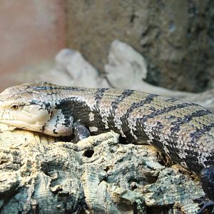 Blue-tongued skink