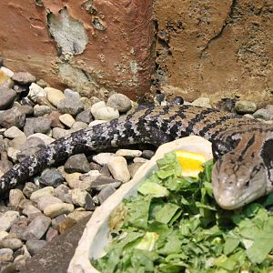 Blue-tongued skink