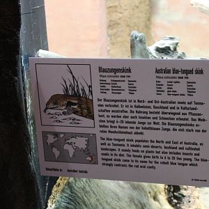 Sign Blue-tongued skink