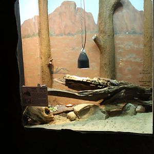 Enclosure Blue-tongued skink