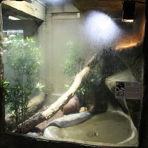 Enclosure Boa constrictor