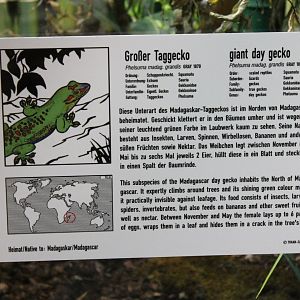 Sign Giant day gecko
