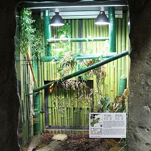 Enclosure Giant day gecko