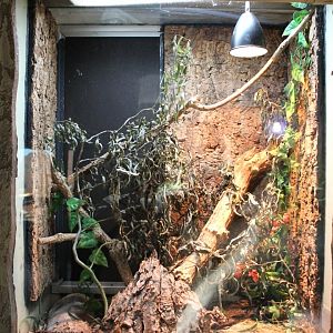 Enclosure Question-mark roach