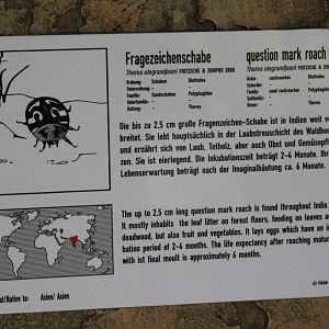 Sign Question-mark roach