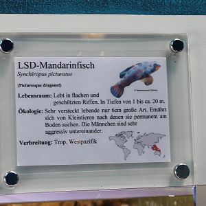 Sign LSD-mandarinfish