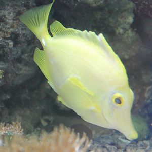Zebrasoma flavescens