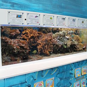 Aquarium at the entrance