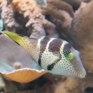 Canthigaster valentini