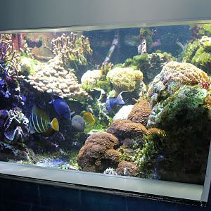 Aquarium - Pacific