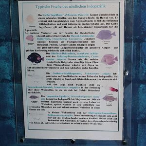 Sign Fishes of the Indo-pacific