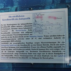 Info-sign Corals of the Indo-pacific