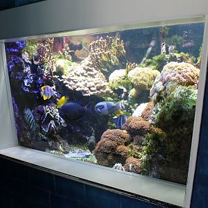 Indo-pacific Aquarium