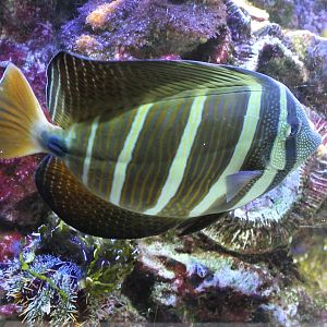 Sail-fin surgeonfish