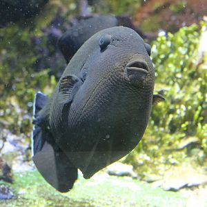 Triggerfish ID
