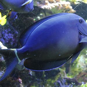 Yellow tang and Hawaii surgeonfish