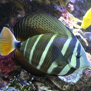Sail-fin surgeonfish