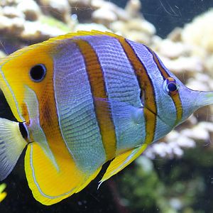 Copperband butterflyfish
