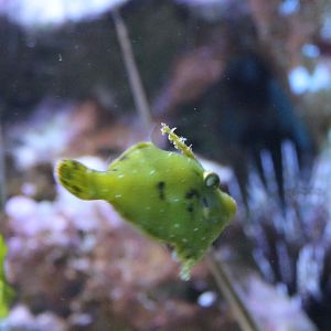 Acreichtys tomentosus