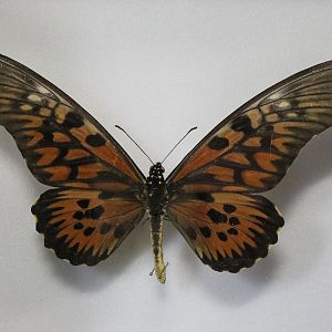 African Giant Swallowtail specimen