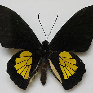 Troides oblongomaculatus papuensis specimen