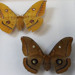 Chinese Oak silk moth - Antheraea pernyi specimens