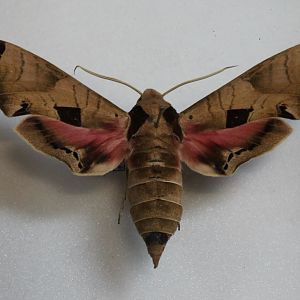 Butterfly specimen