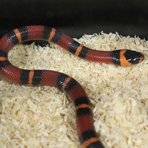 Lampropeltis blanchardi
