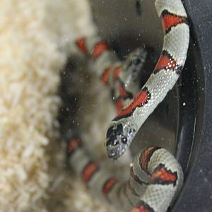 Lampropeltis greeri