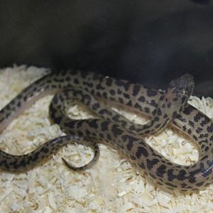 Dwarf Python - Antaresia maculosa
