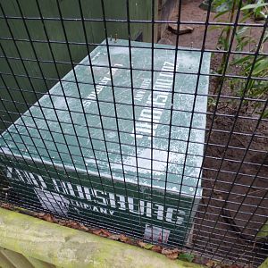 Transport Crate in Racoon Dog Enclosure