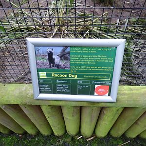 Racoon Dog Signage