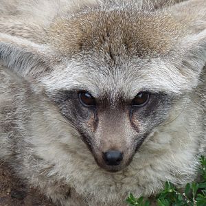 Bat Eared Fox