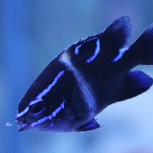 Blue-velvet damselfish - Paraglyphidodon oxyodon - Eating