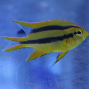 Behn's damselfish - Neoglyphiodon nigroris