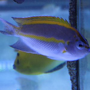 Genicanthus bellus - male