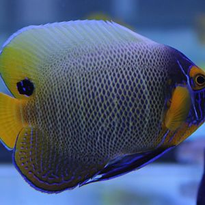 Yellow-face angelfish - Pomacanthus xanthometopon