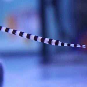 Zebra pipefish