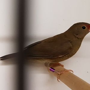 Red-billed firefinch