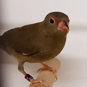 Red-billed firefinch