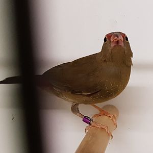 Red-billed firefinch
